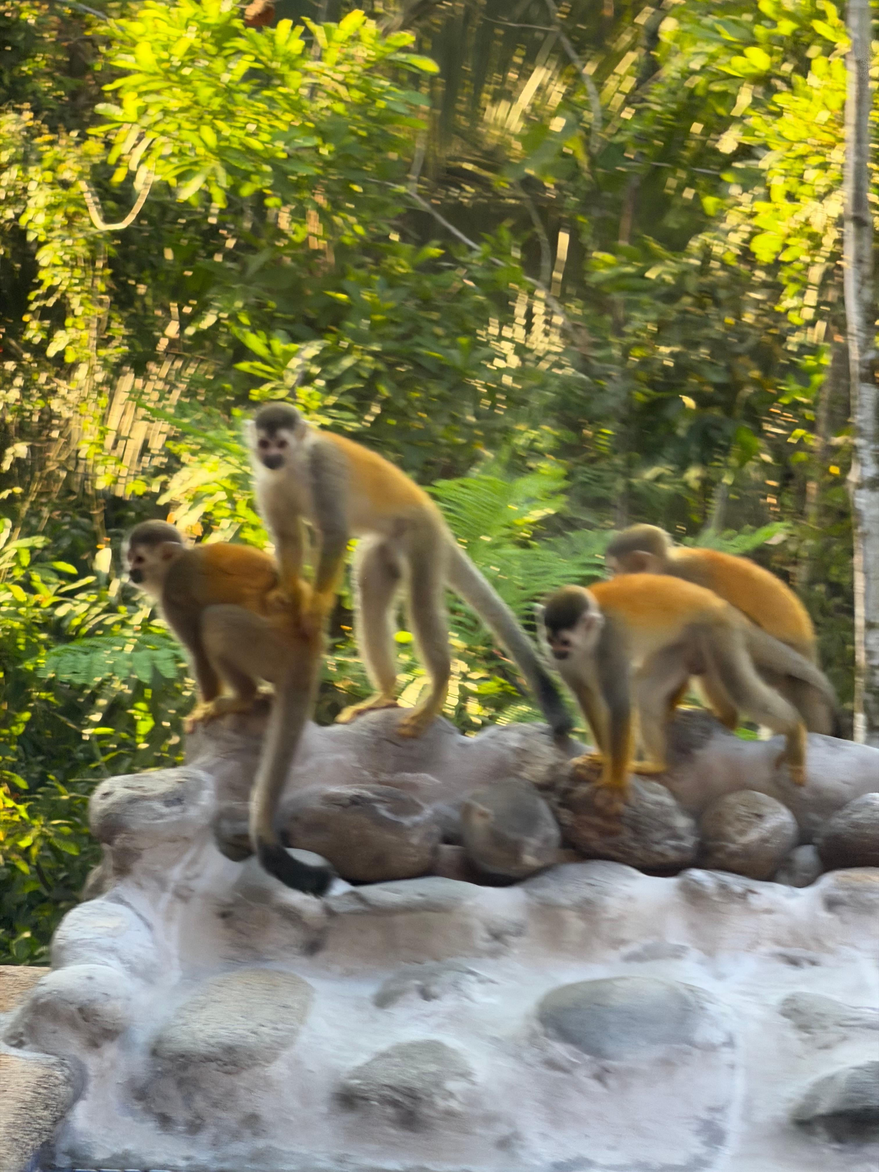 Monkeys were hanging out in the mornings and evening. 