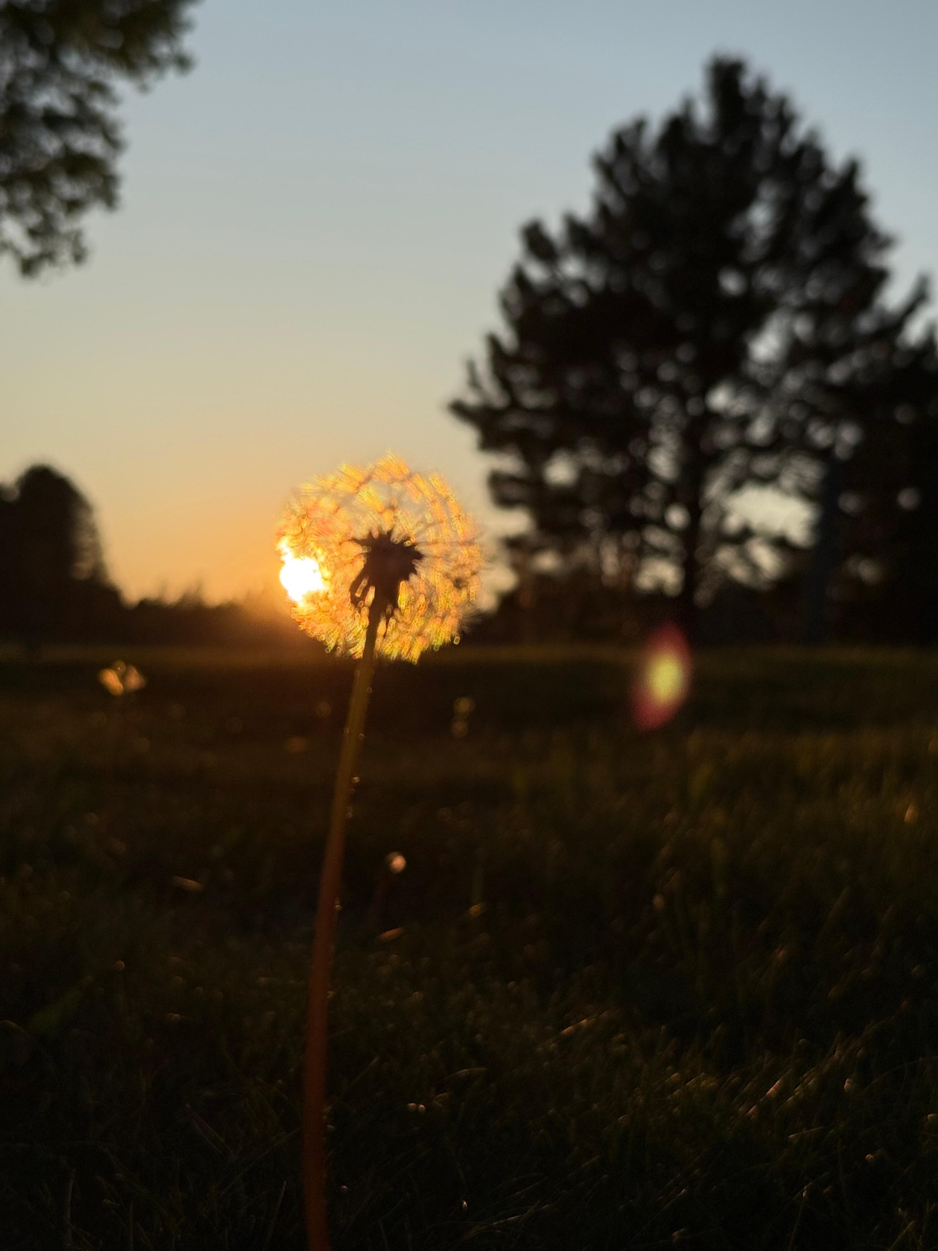 Beautiful sunset from the yard