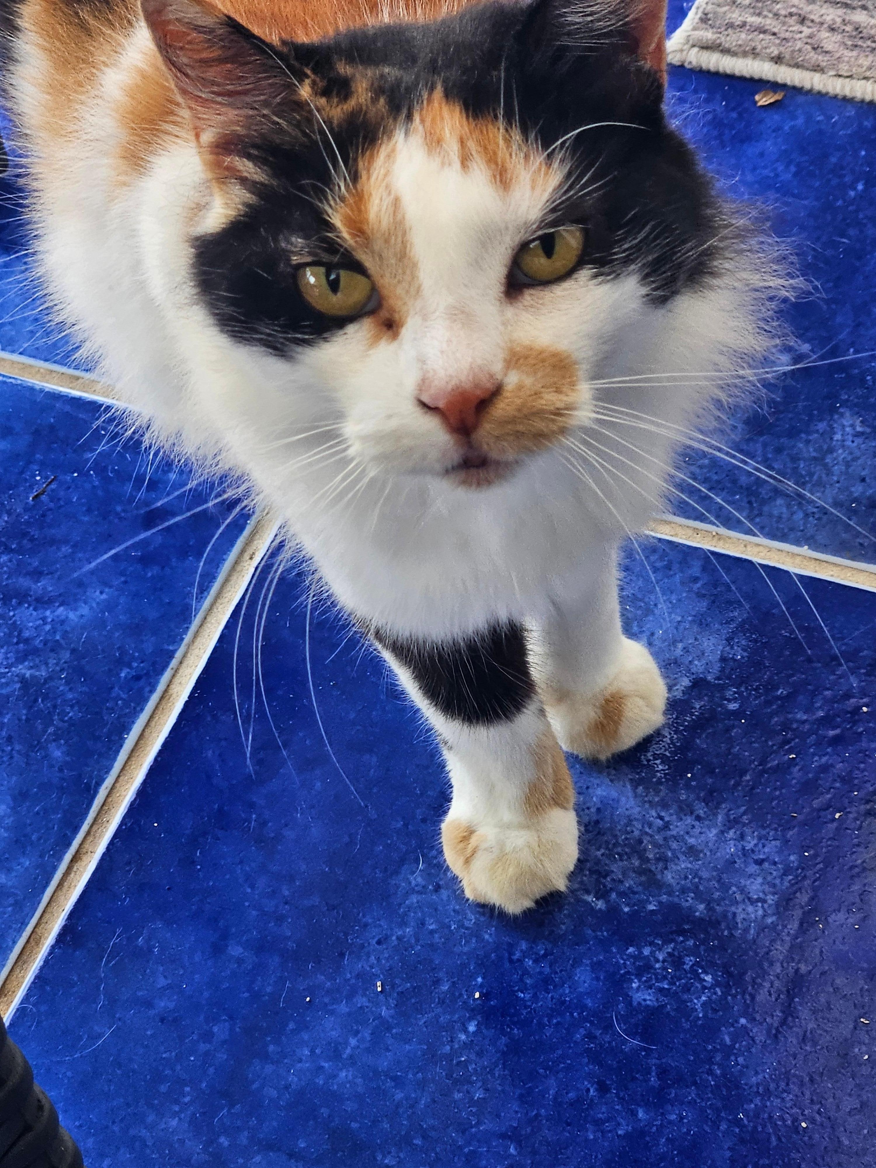 Everybody feeds her, she's very friendly!