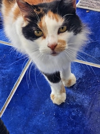 Everybody feeds her, she's very friendly!