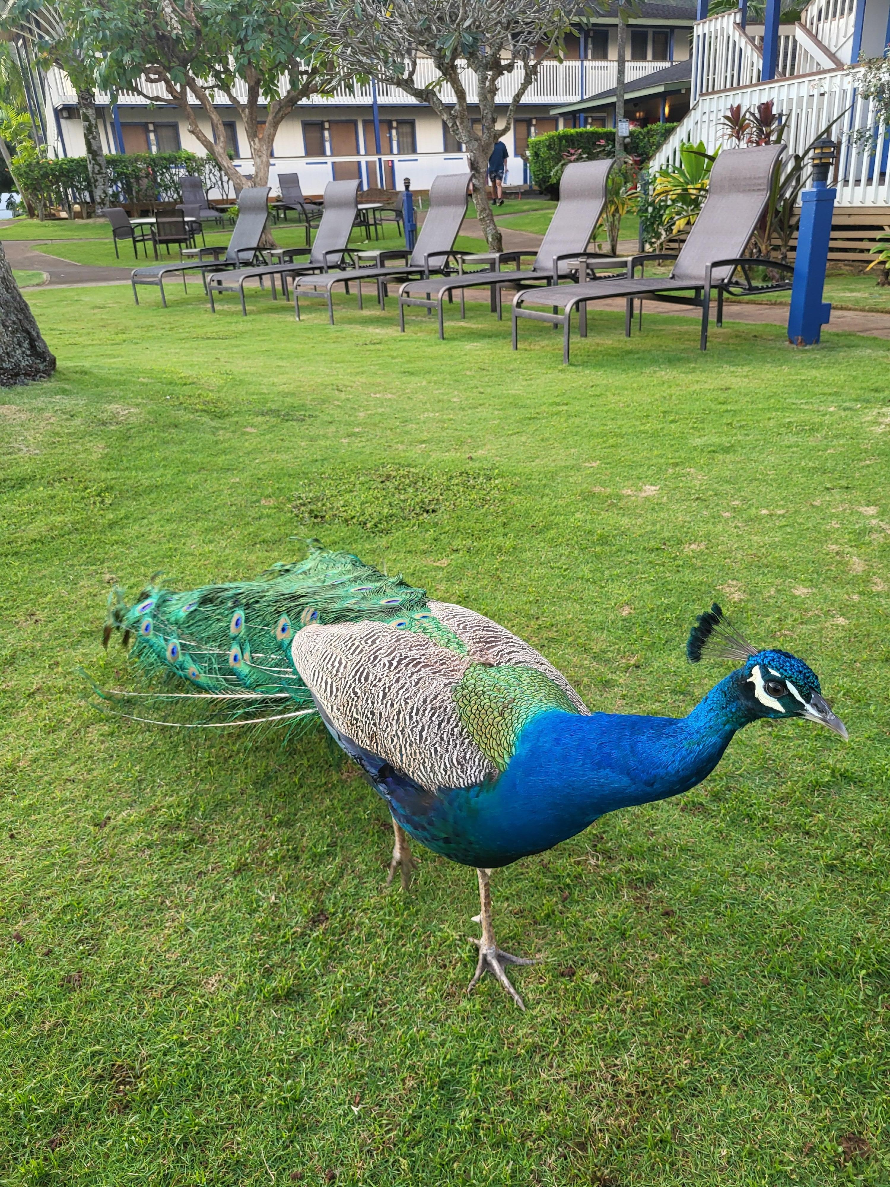 Resident peacock