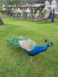 Resident peacock