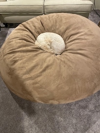 Molly enjoying the large bean bag.