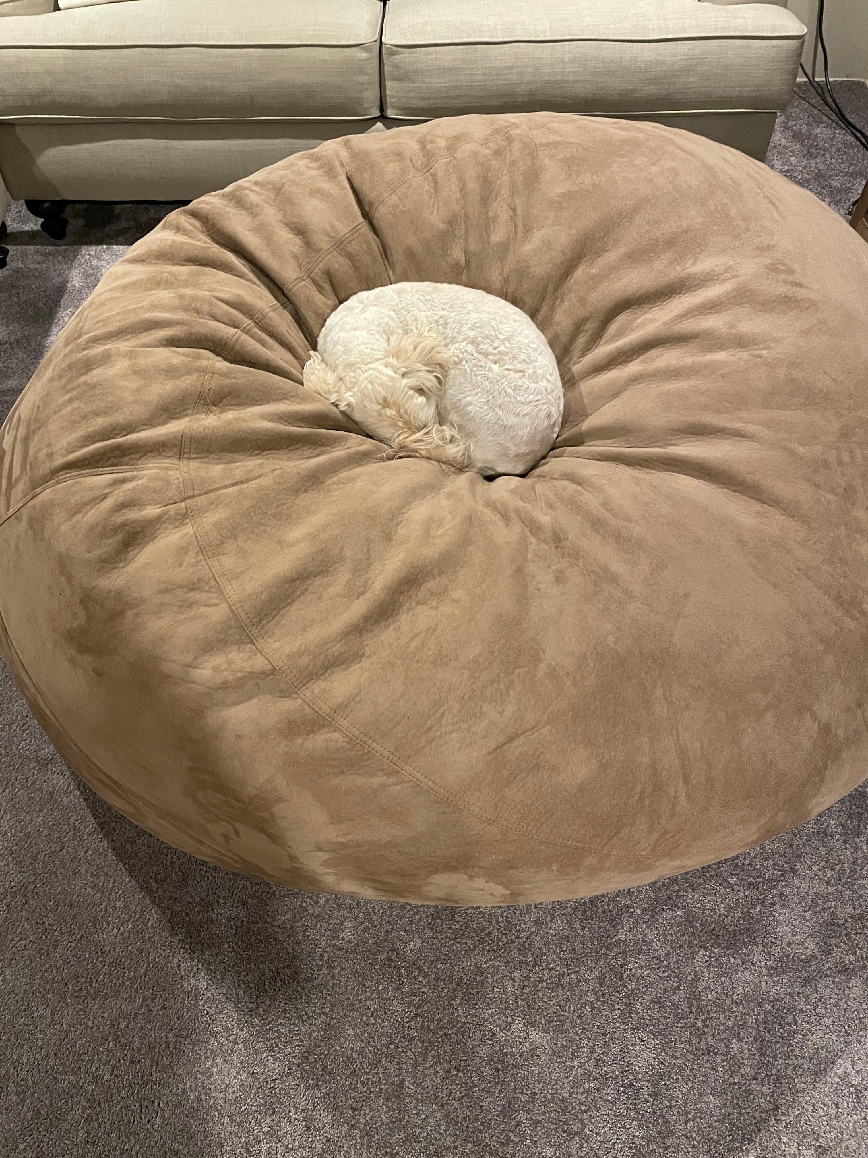 Molly enjoying the large bean bag.