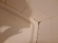 Mold growing in shower