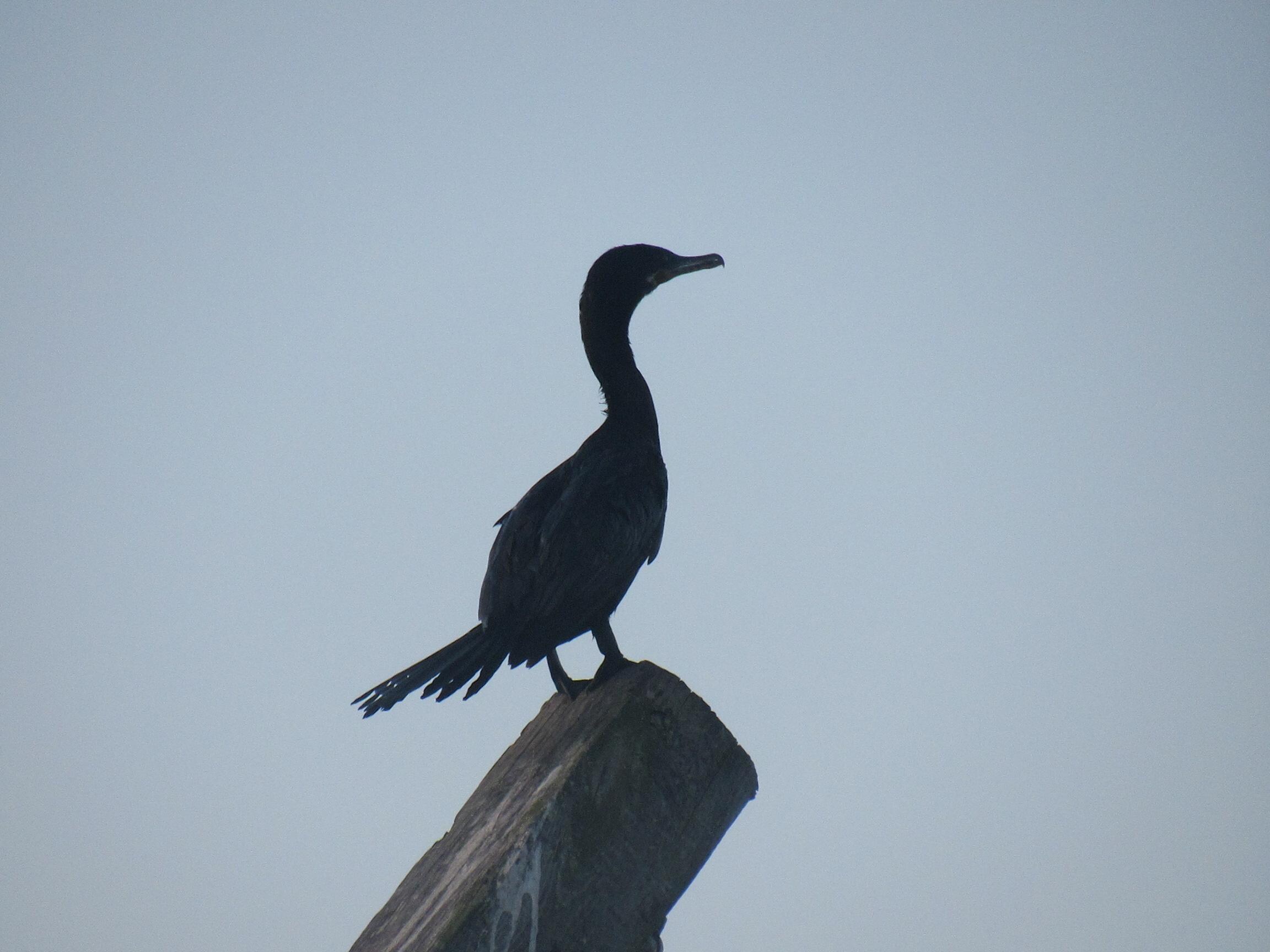 Cormorant