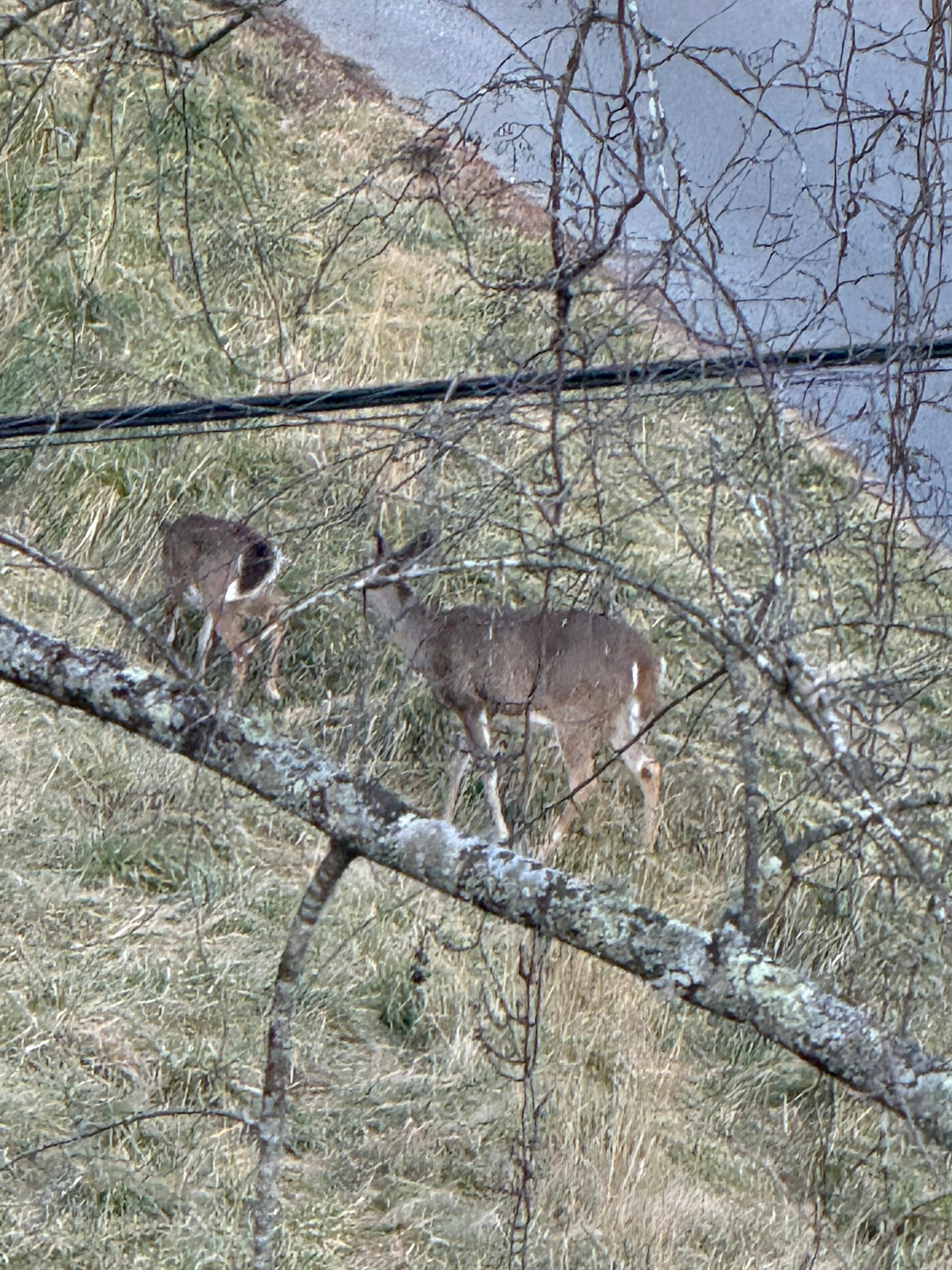 Deer across the street that just ran through the yard. 