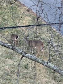 Deer across the street that just ran through the yard.