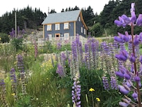 A perfect setting.. framed in lupine.