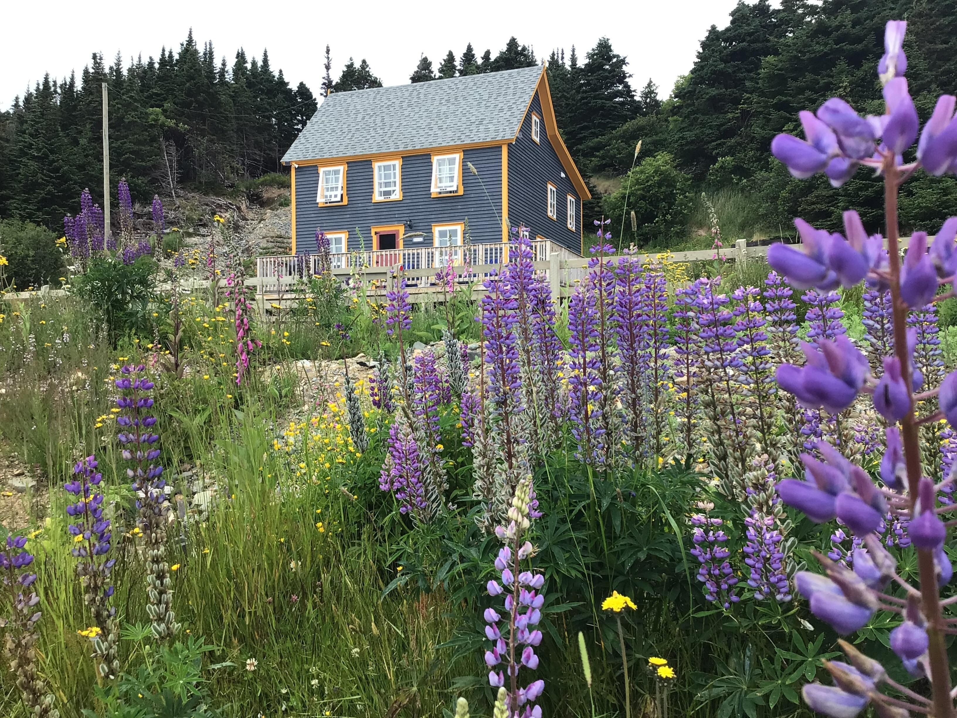 A perfect setting.. framed in lupine.