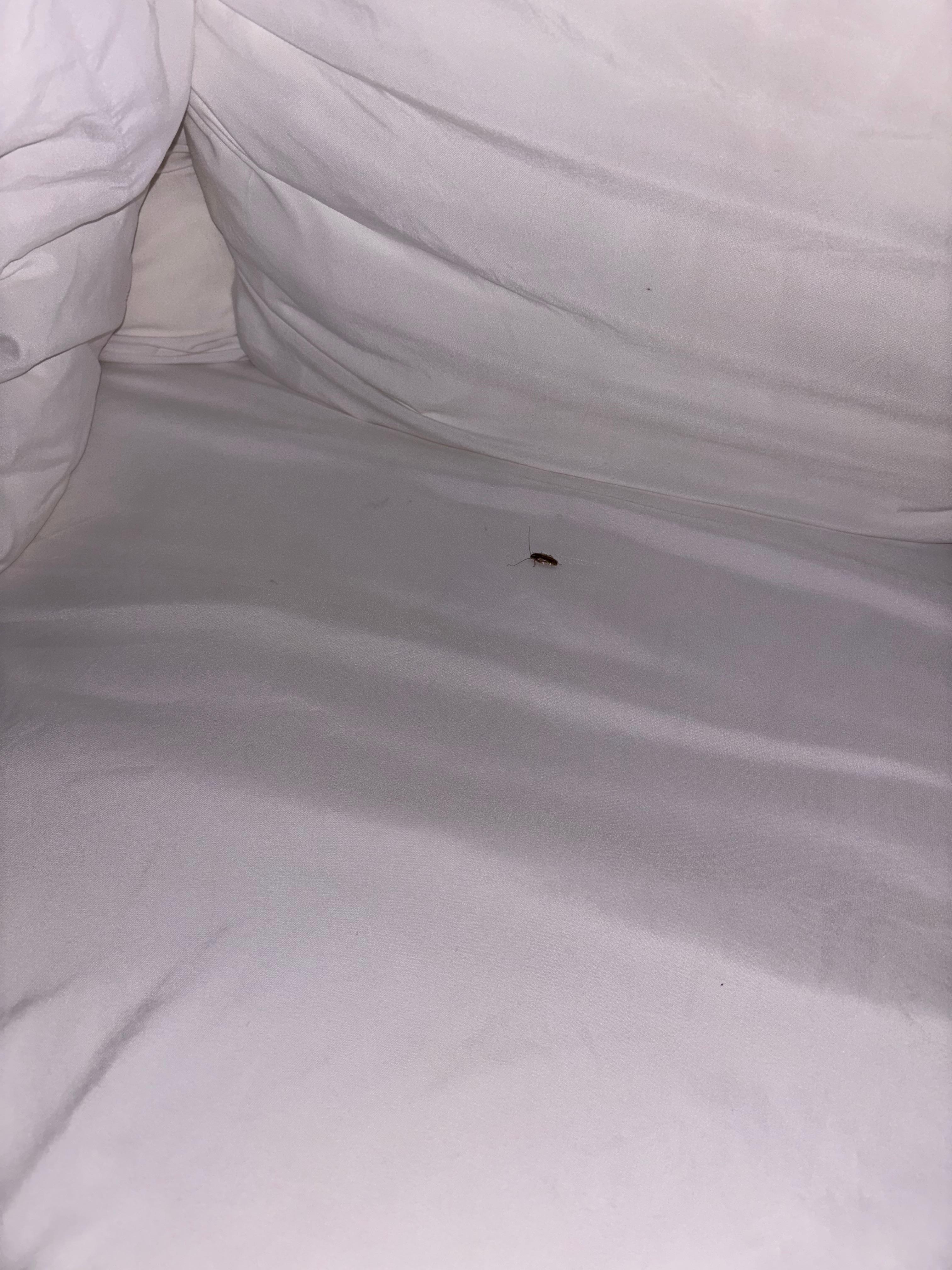 Said pest in question so you know I’m not trying to be deceitful.