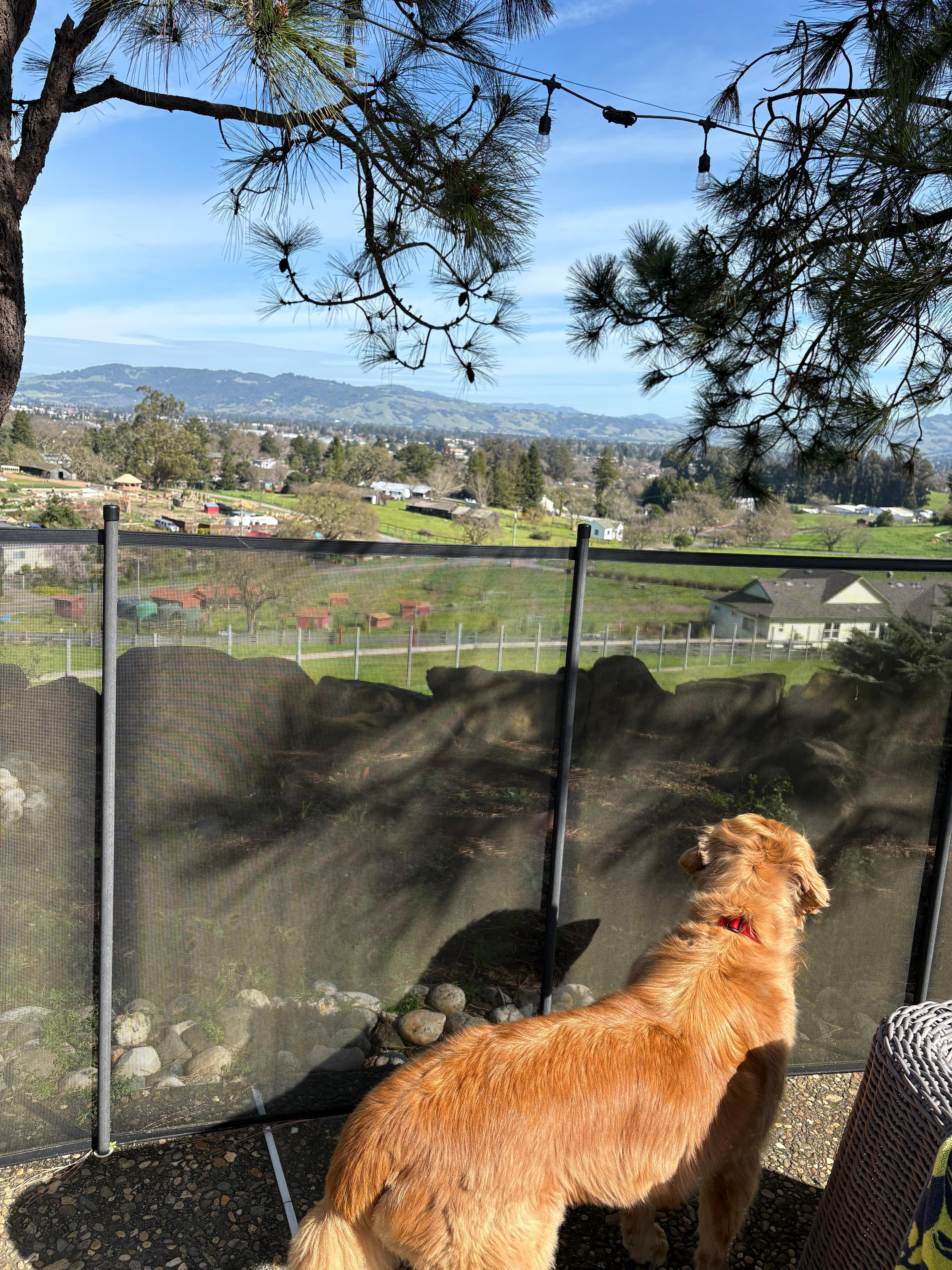 Even the dog enjoyed the view from the backyard.