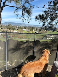 Even the dog enjoyed the view from the backyard.