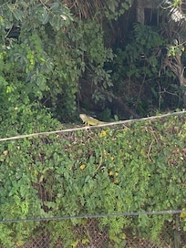 One local Iguana who lives in the tree- came down for a snack. We enjoyed the visit from our private patio.