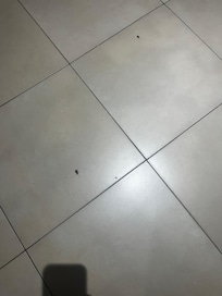 Cafard dans la salle de bain