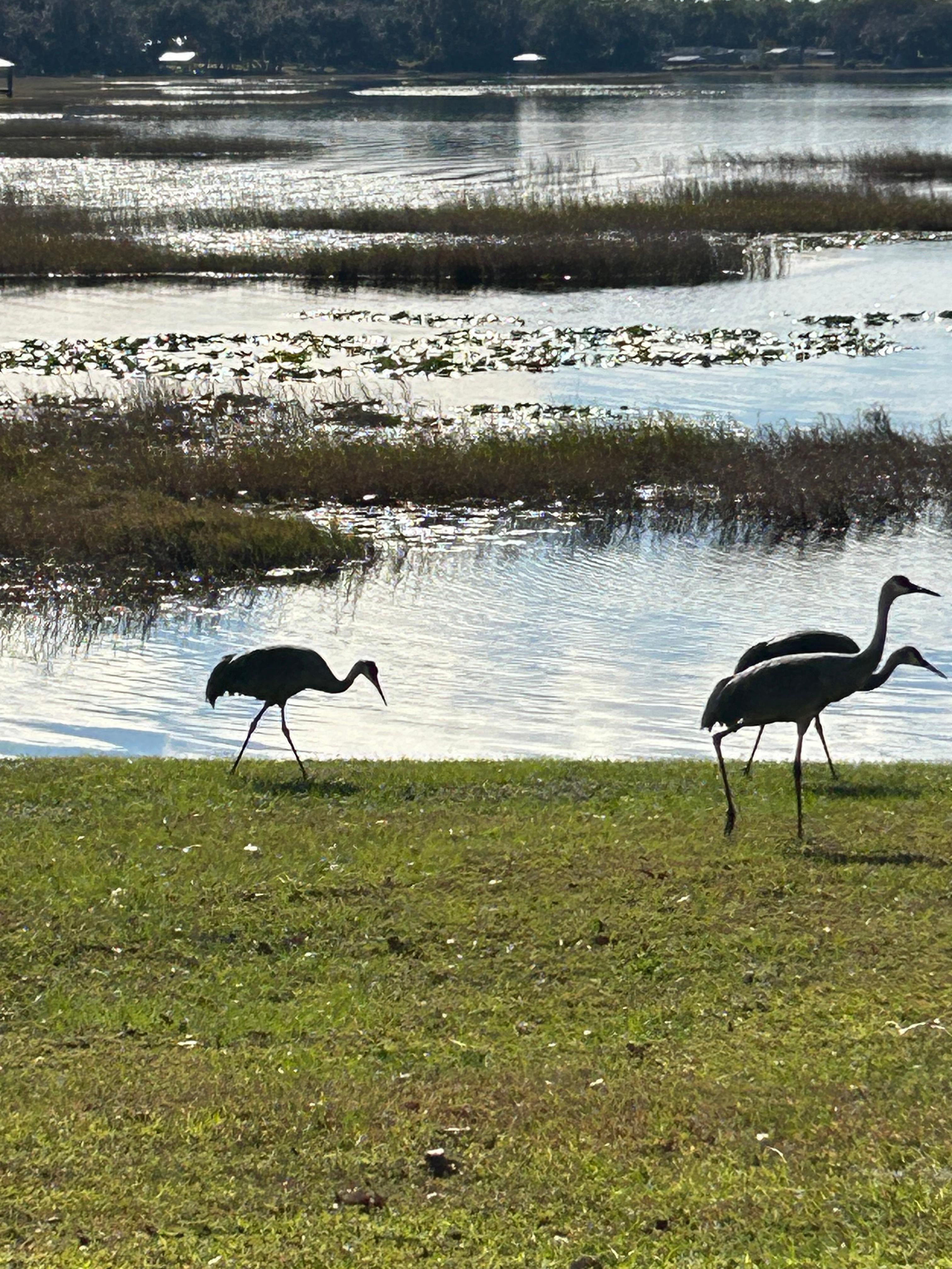 Sandhill cranes often visited