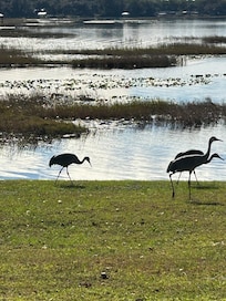 Sandhill cranes often visited