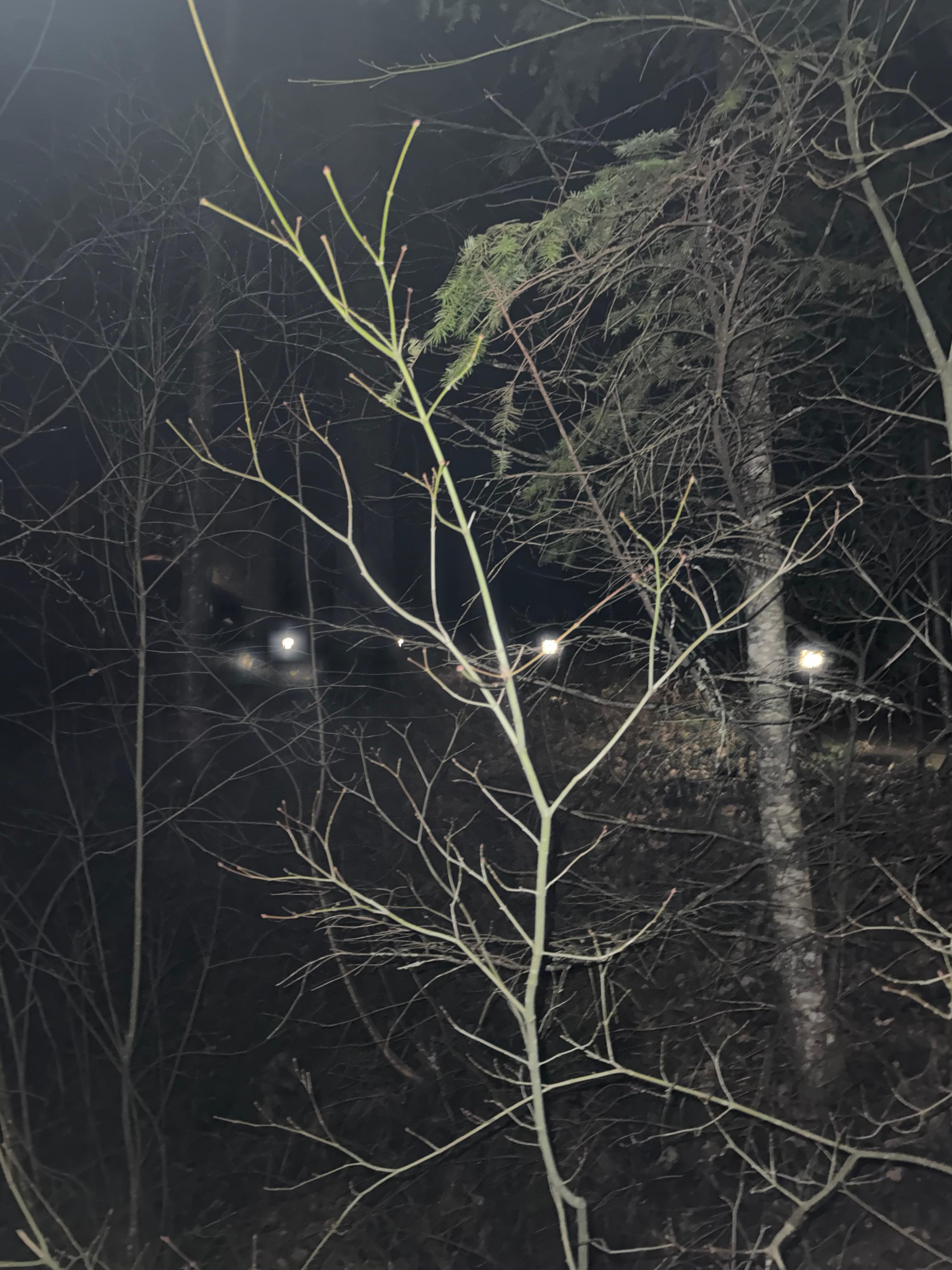 Trail from parking to lodge