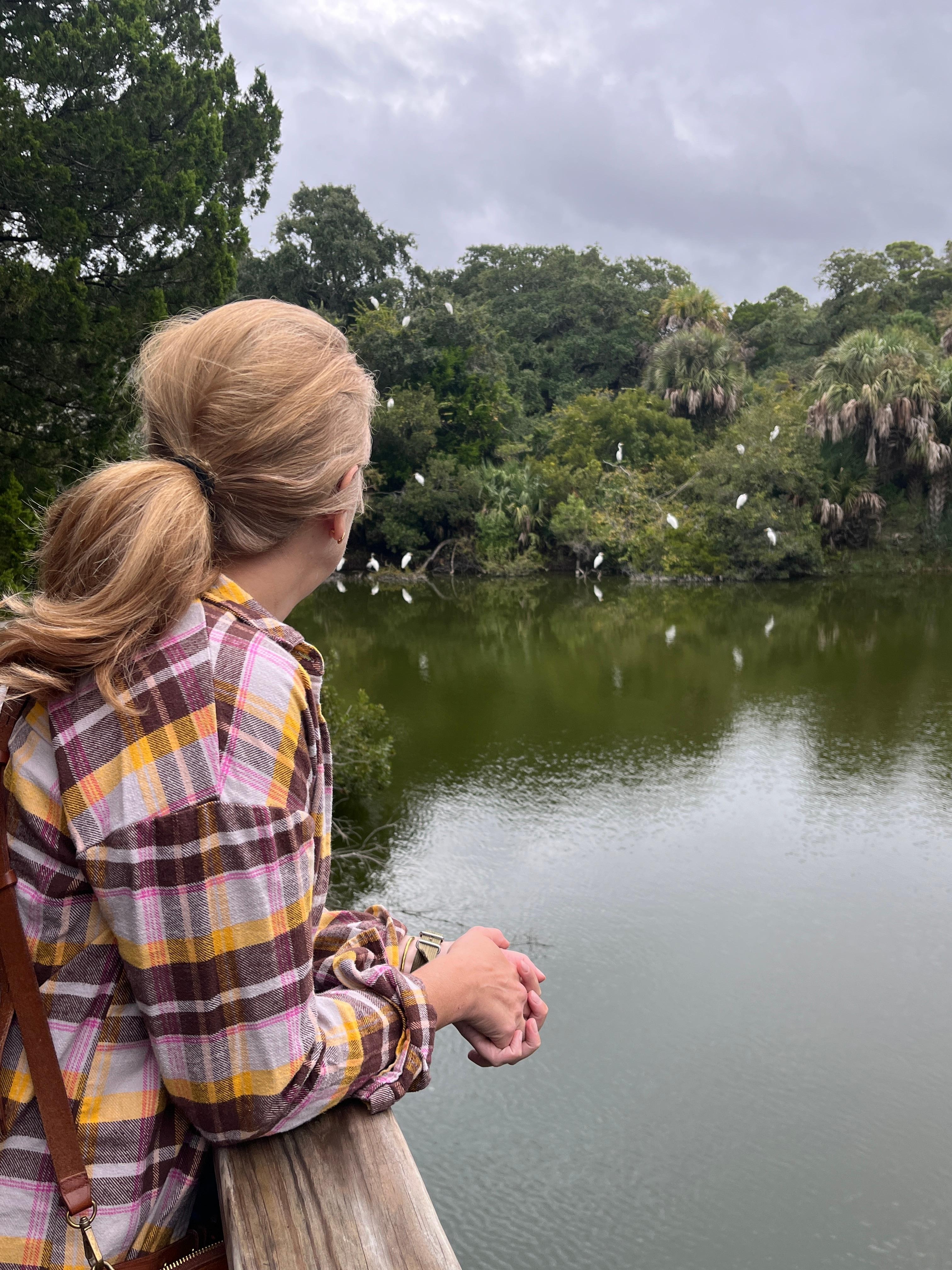Egrets roosting in the background