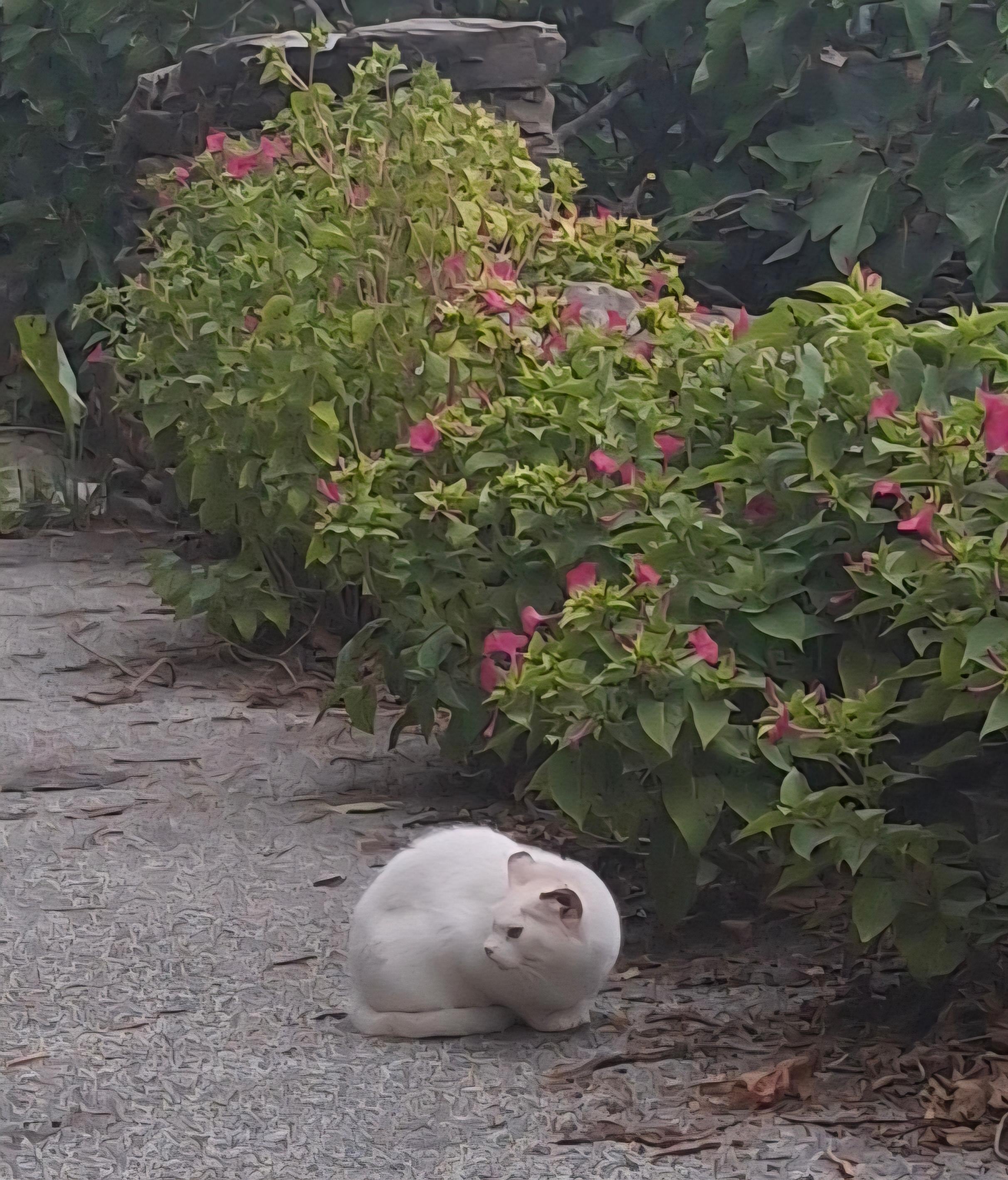 Prévoir croquettes 😉