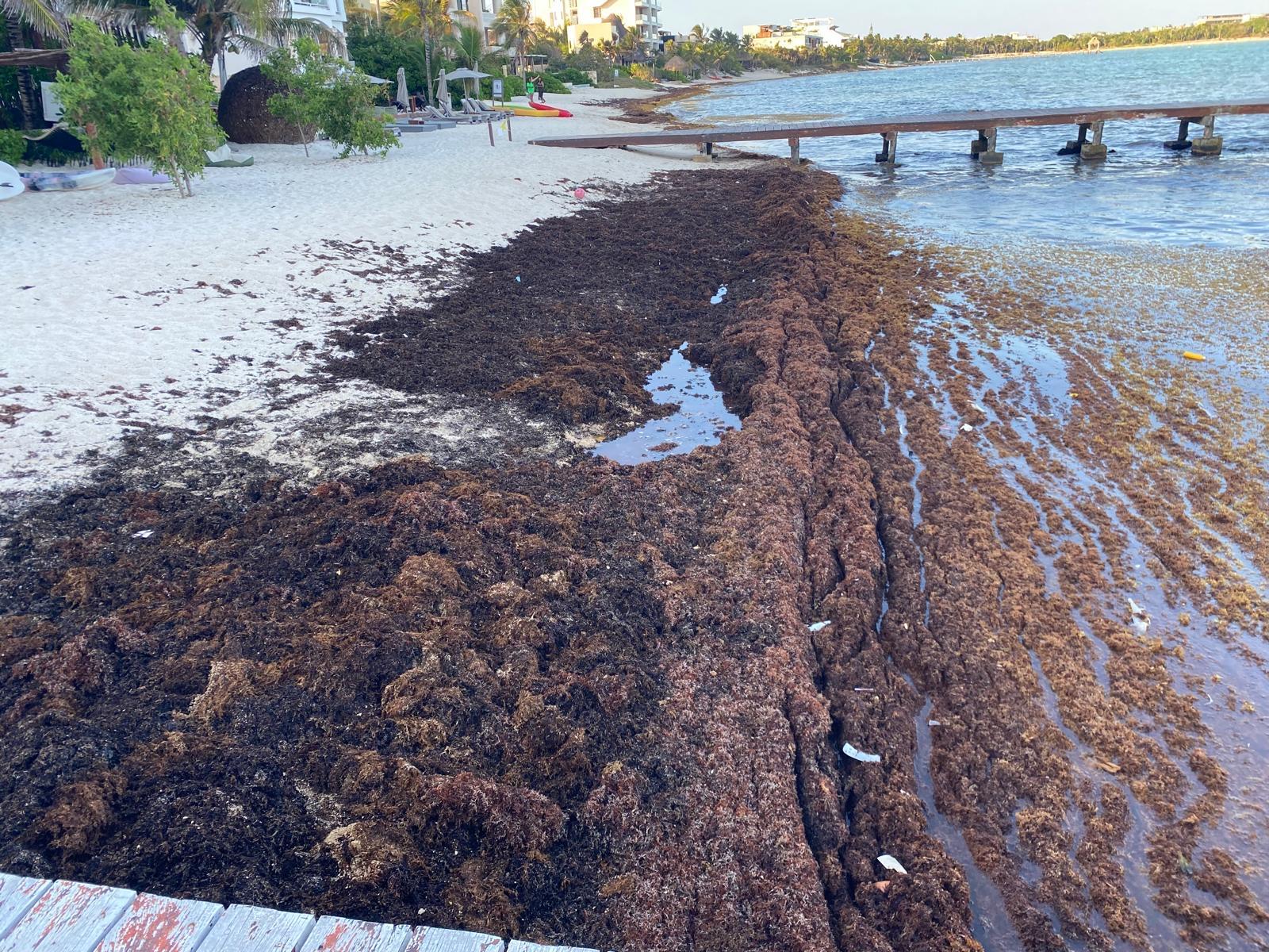 Seaweed