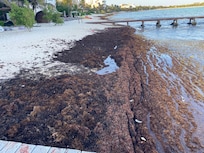 Seaweed