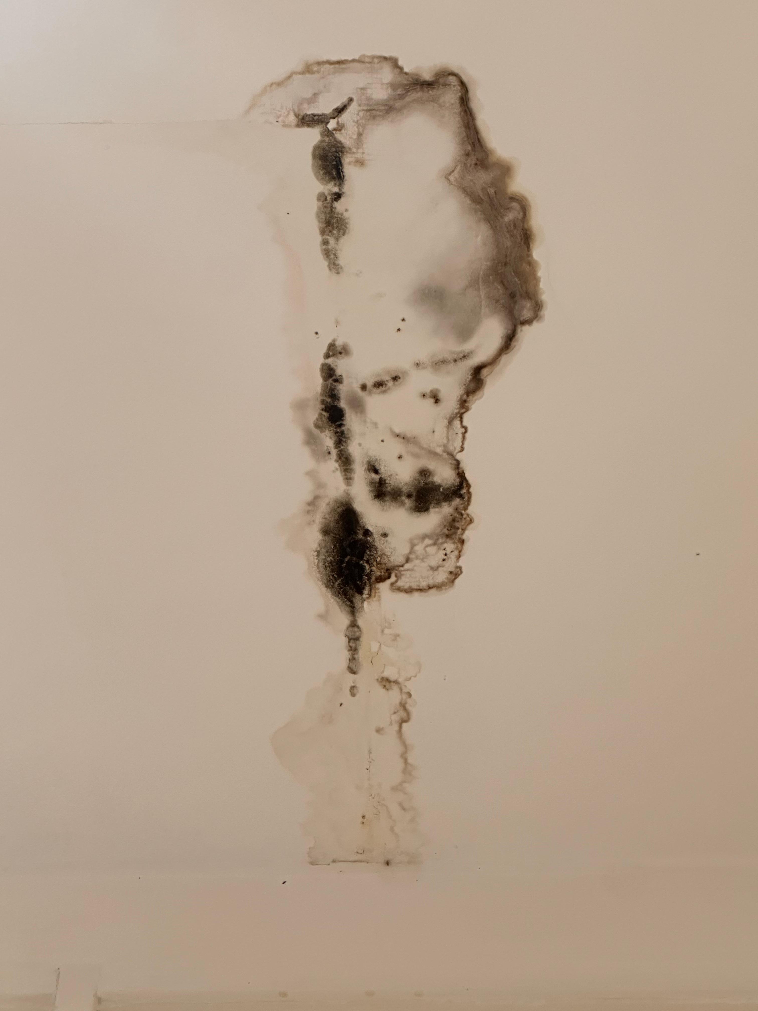 Black mould on ceiling bathroom 