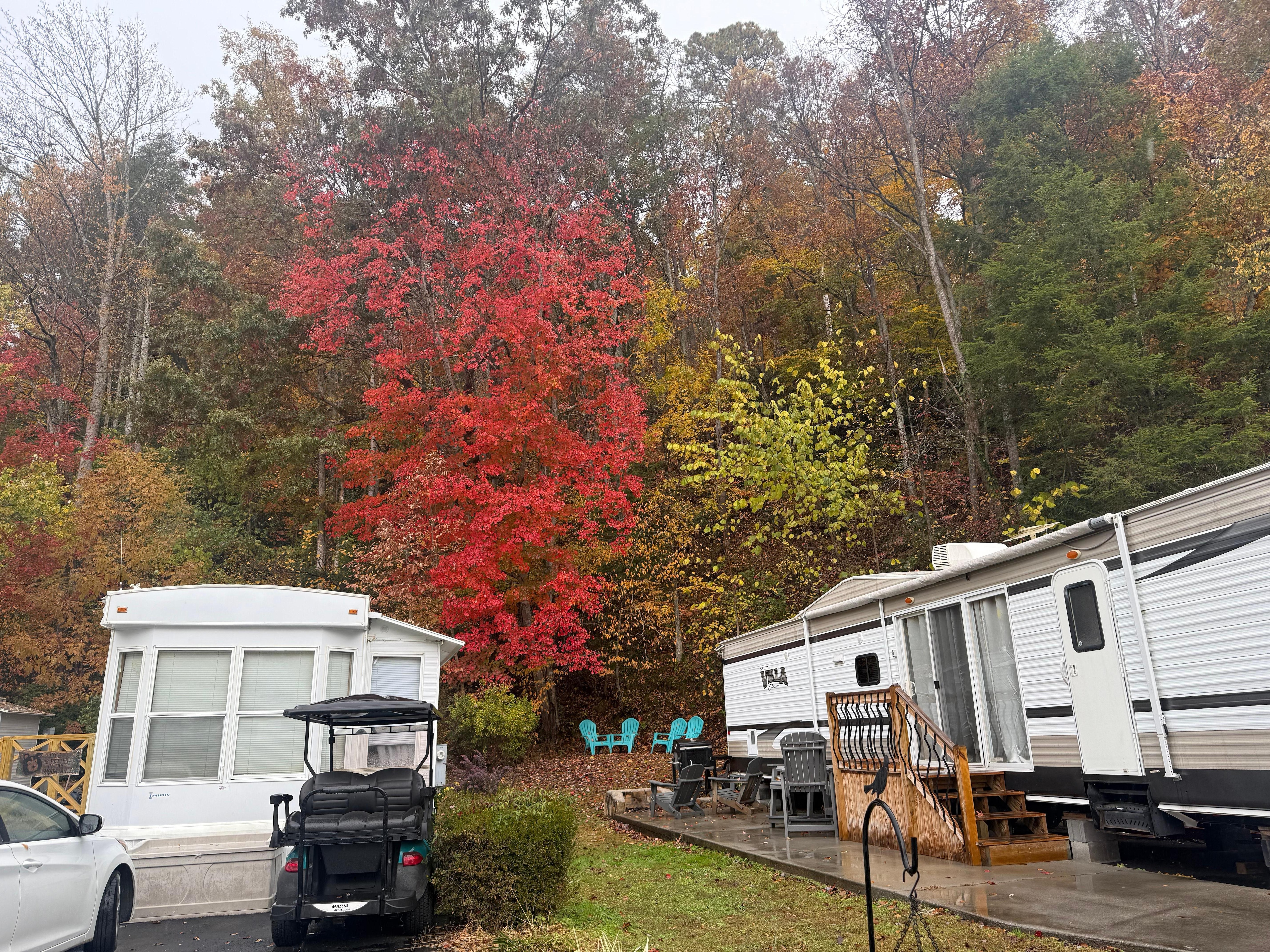 Perfect red tree behind Miss Daisy’s.