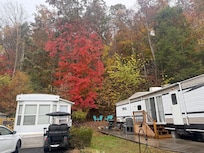 Perfect red tree behind Miss Daisy’s.