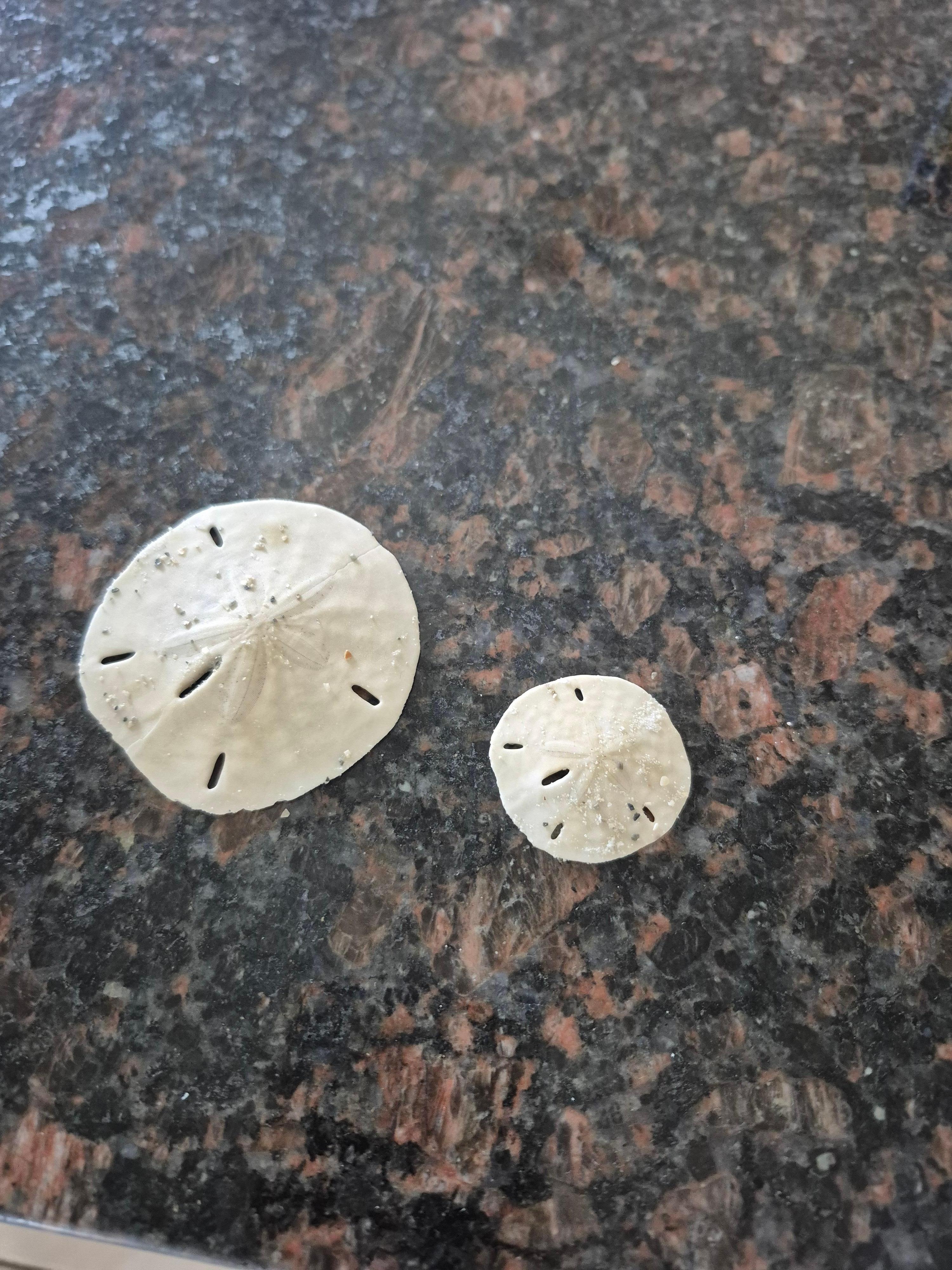Lots of sanddollars to be found.