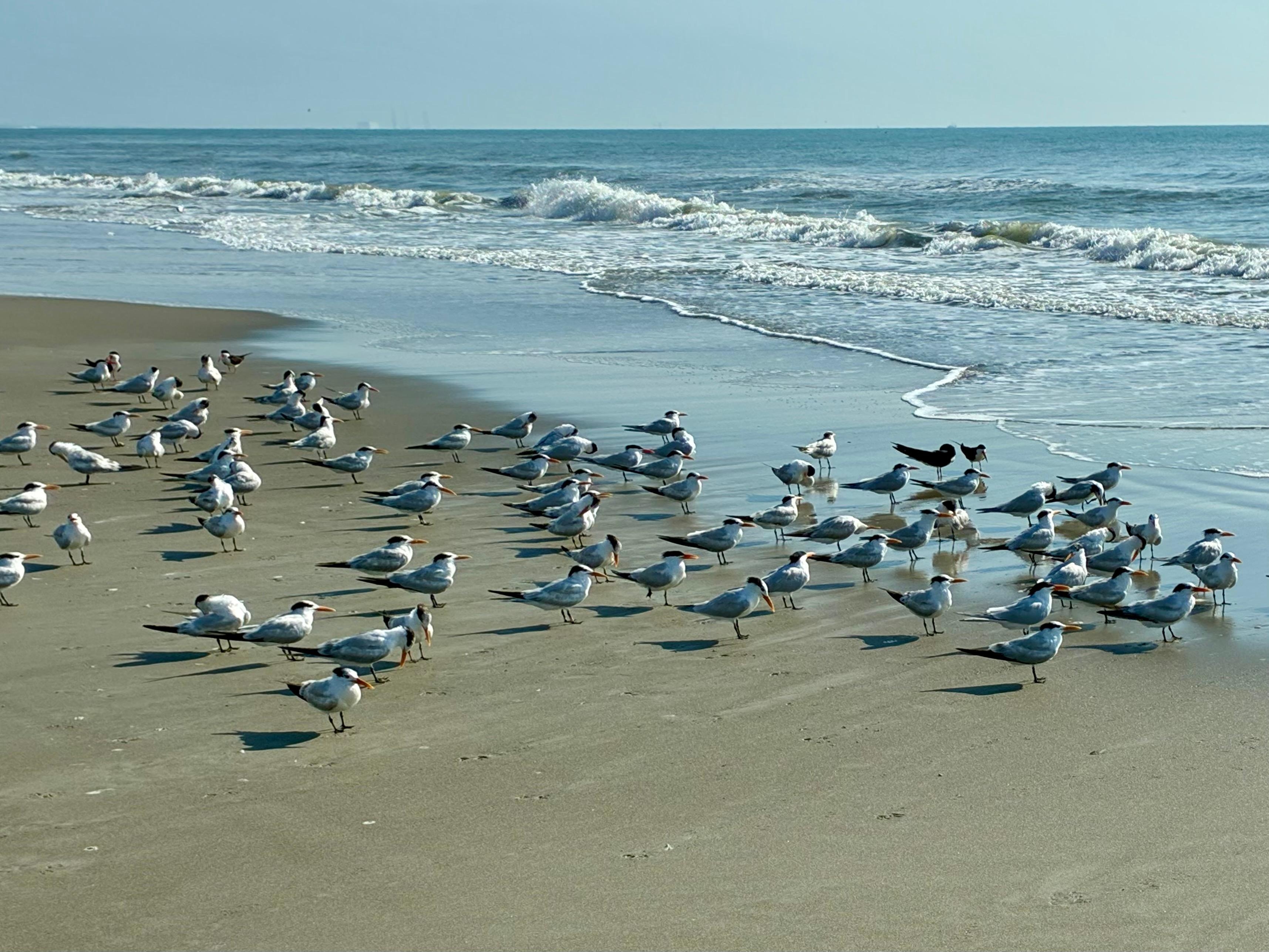 On the beach lots of birds to watch