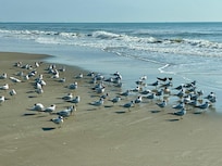 On the beach lots of birds to watch
