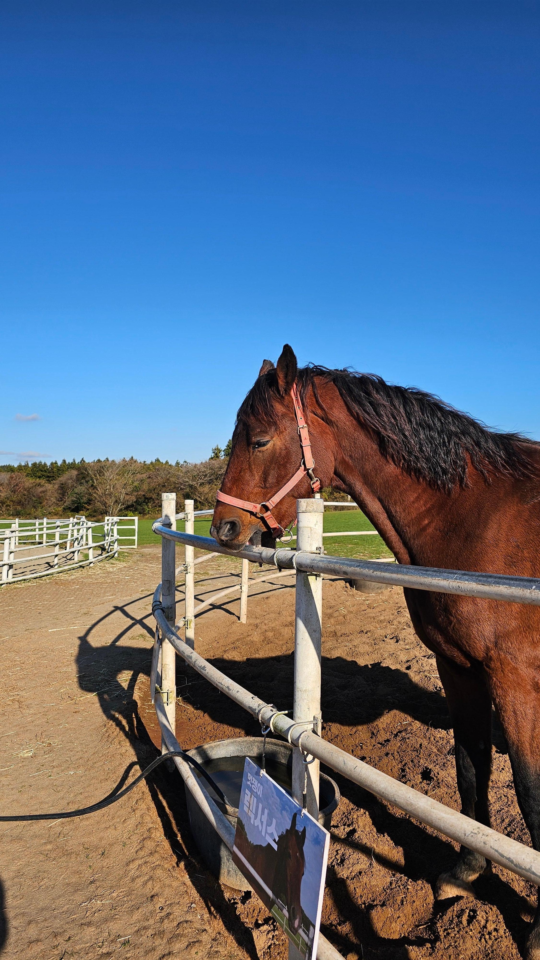 말이 정형행동을 합니다.