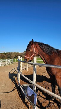 말이 정형행동을 합니다.