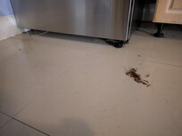 After i swept up the dead roaches. More than i was willing to sleep with.