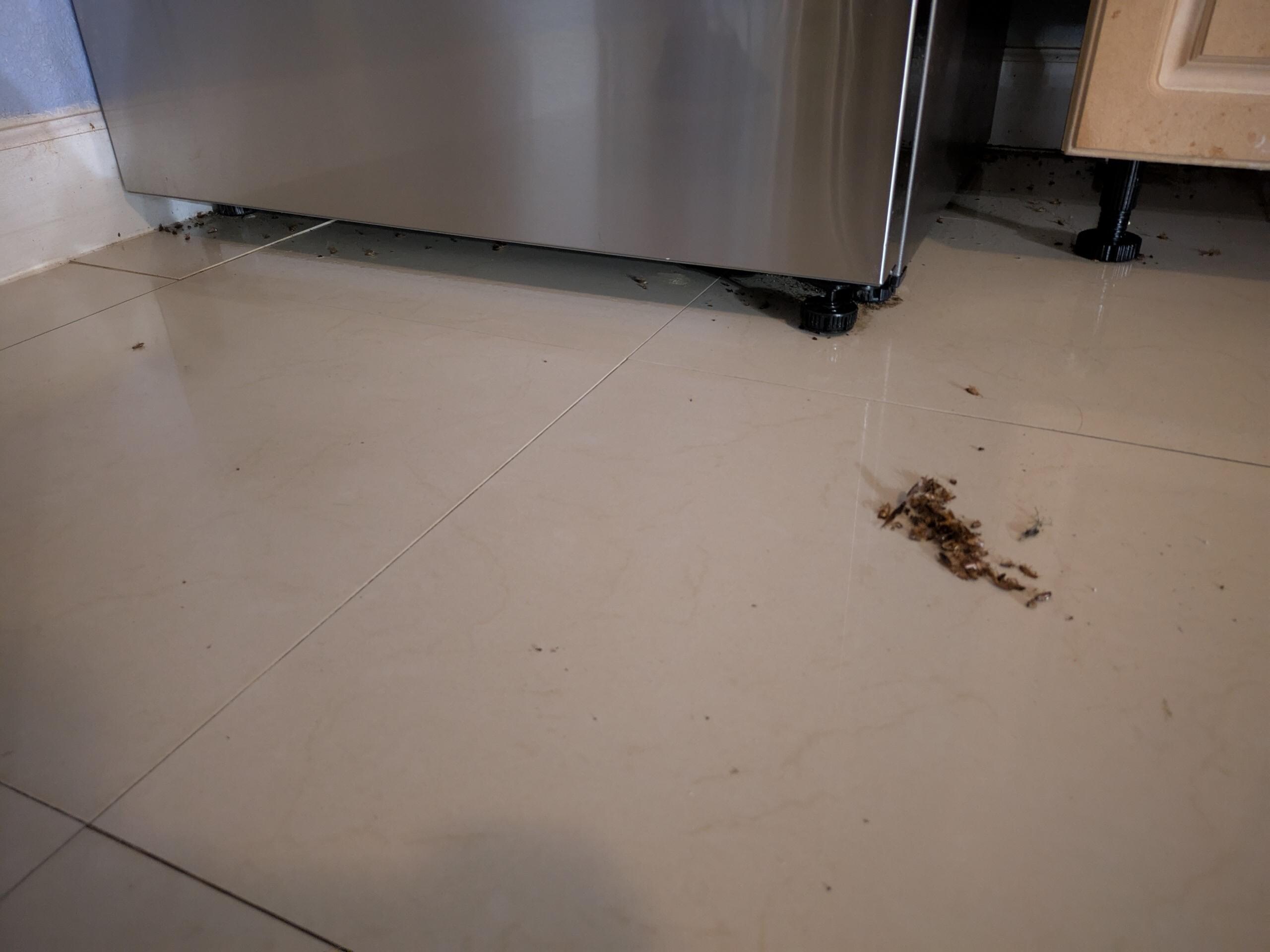 After i swept up the dead roaches. More than i was willing to sleep with.