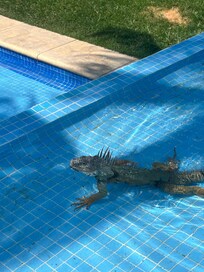 Our little friend. Careful, they will bite.