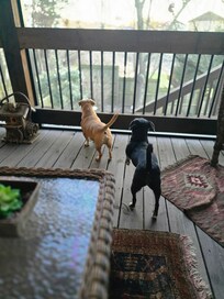 Pups like the back porch