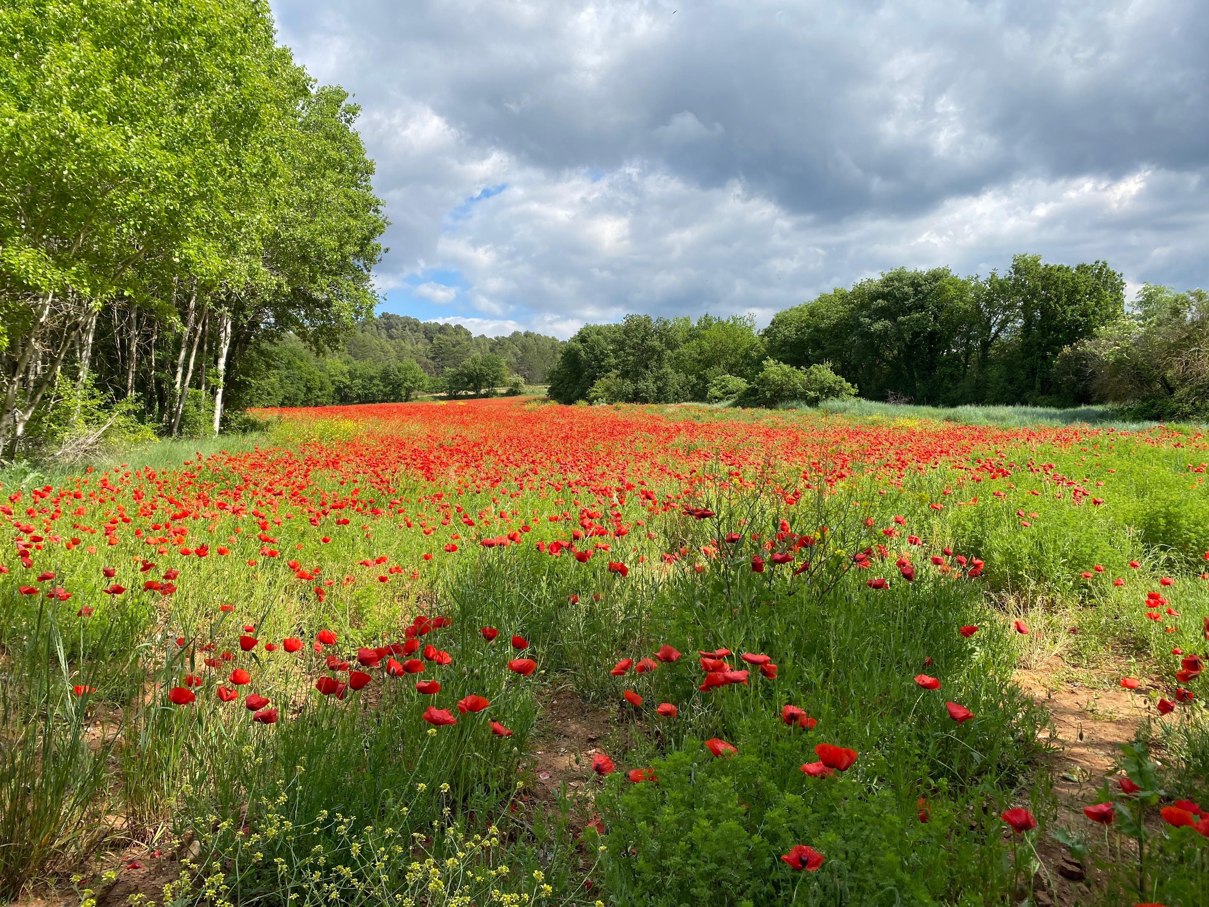 The poppy fields in May