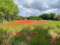 The poppy fields in May