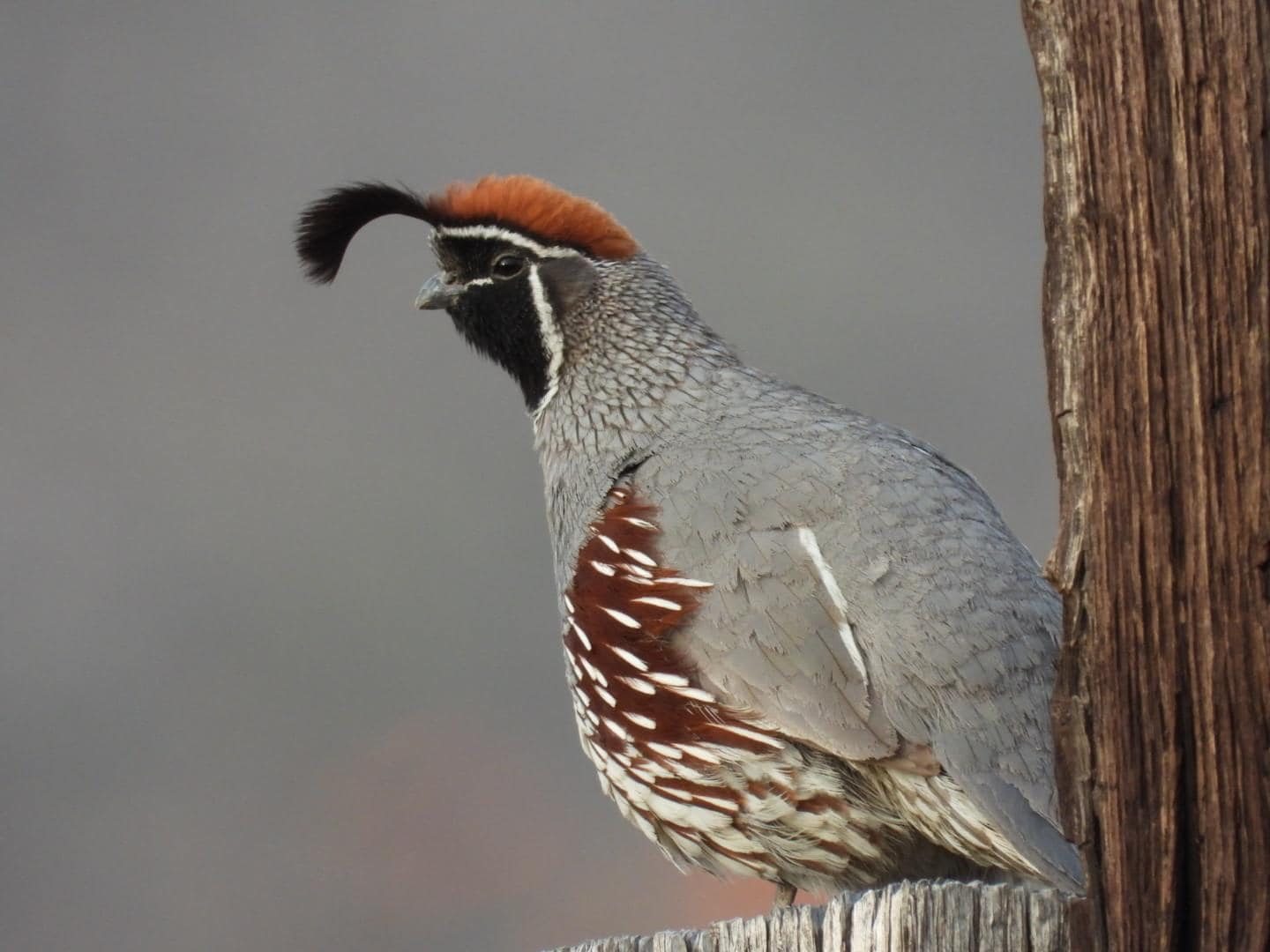 Gambel's Quail were constant companions. 