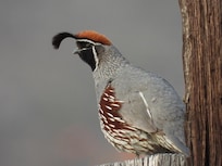 Gambel's Quail were constant companions.