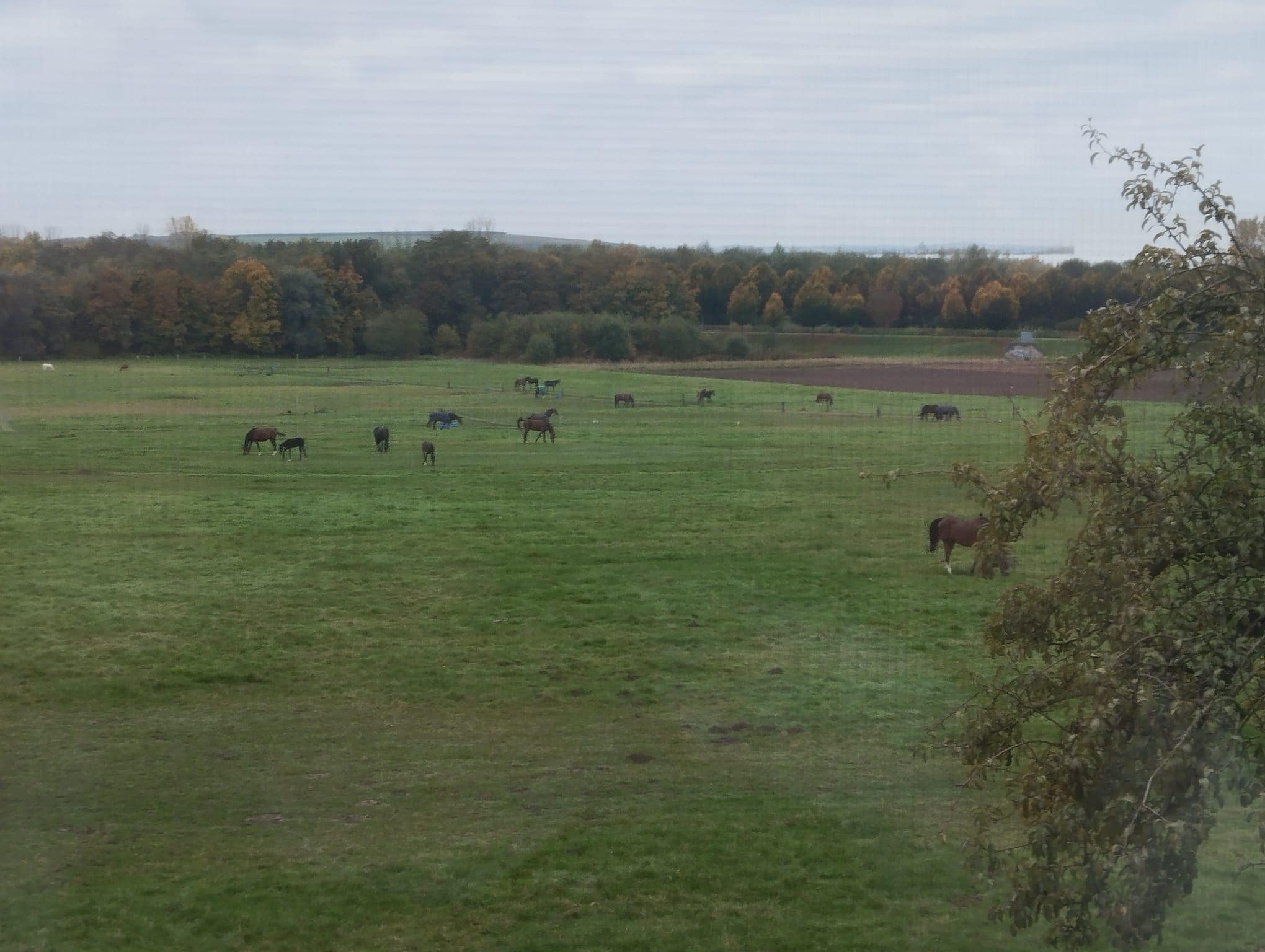 Sicht auf die Koppeln