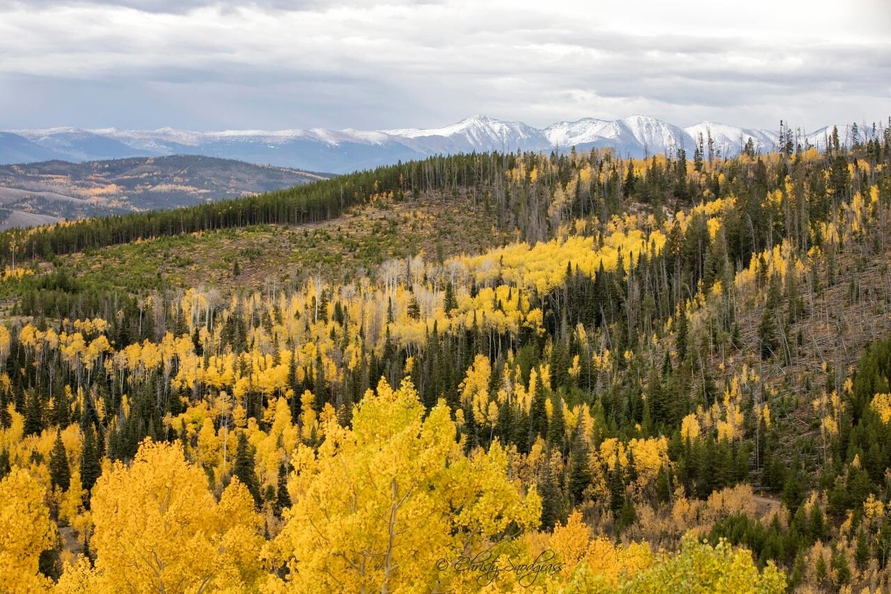 View of fall aspens and continental divide from cabin.