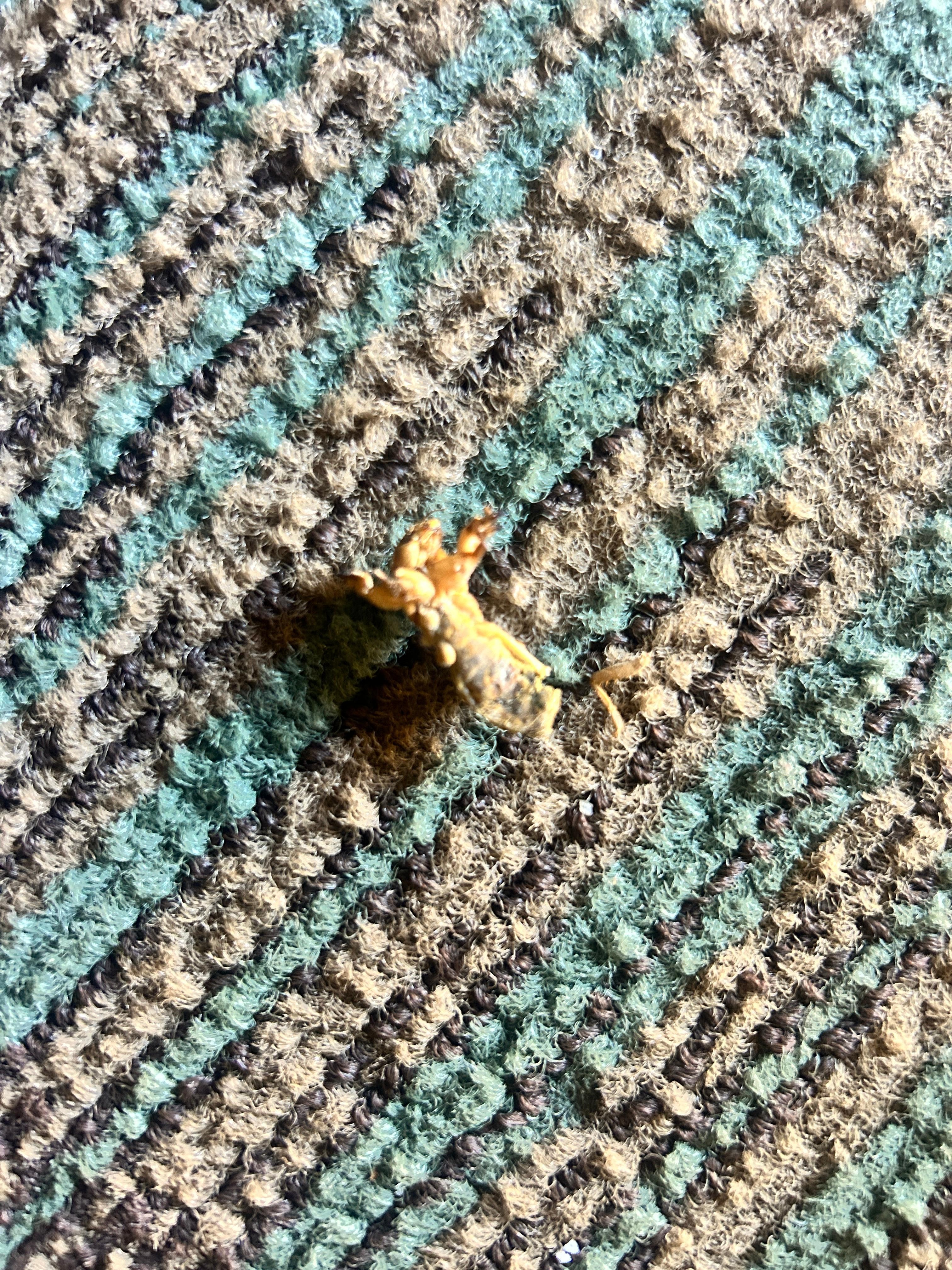 Floor was not clean properly and bugs was exposed everywhere 