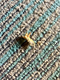 Floor was not clean properly and bugs was exposed everywhere