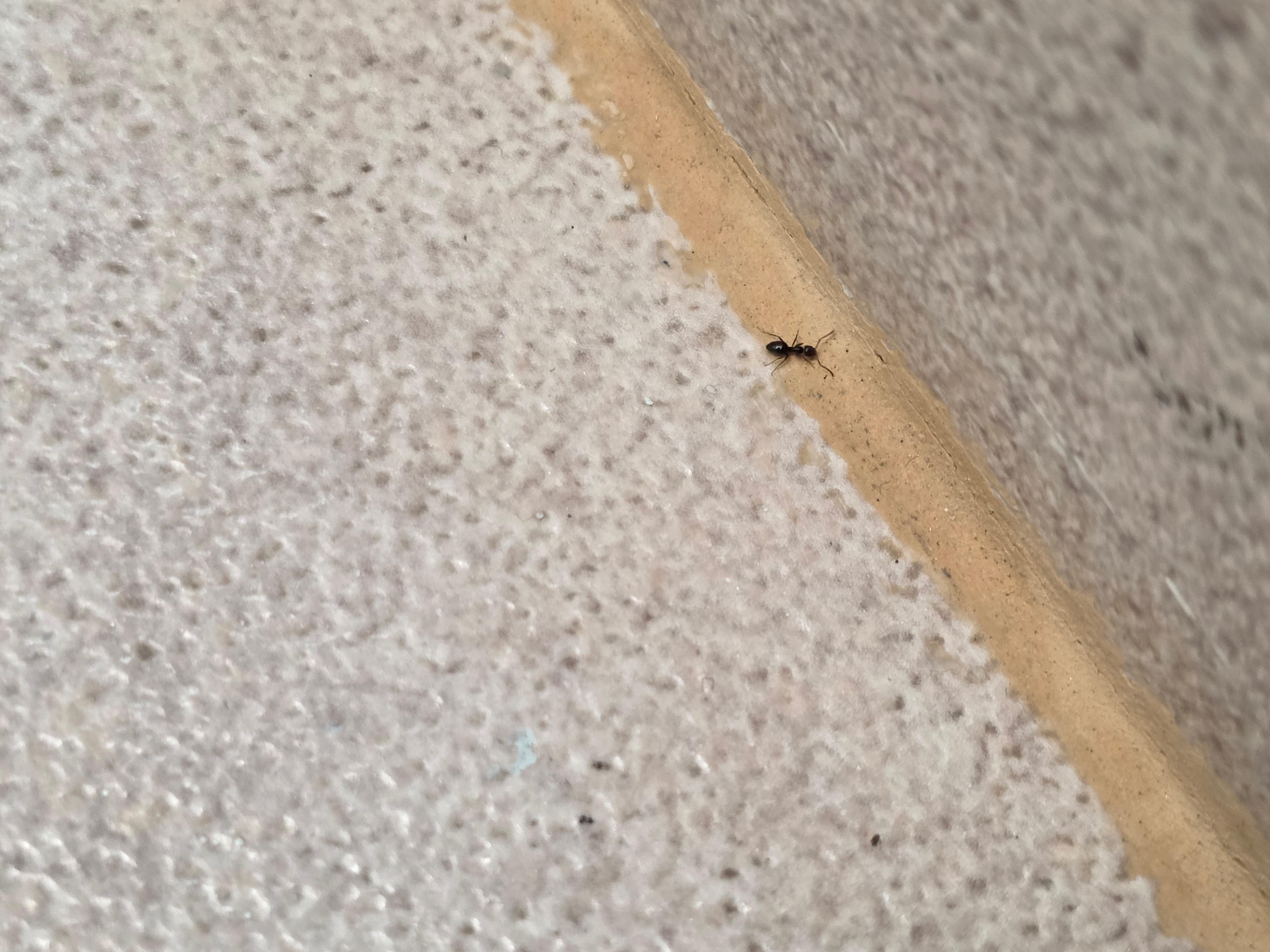 The ants somehow got into our bags despite leaving them in the car as much as possible.