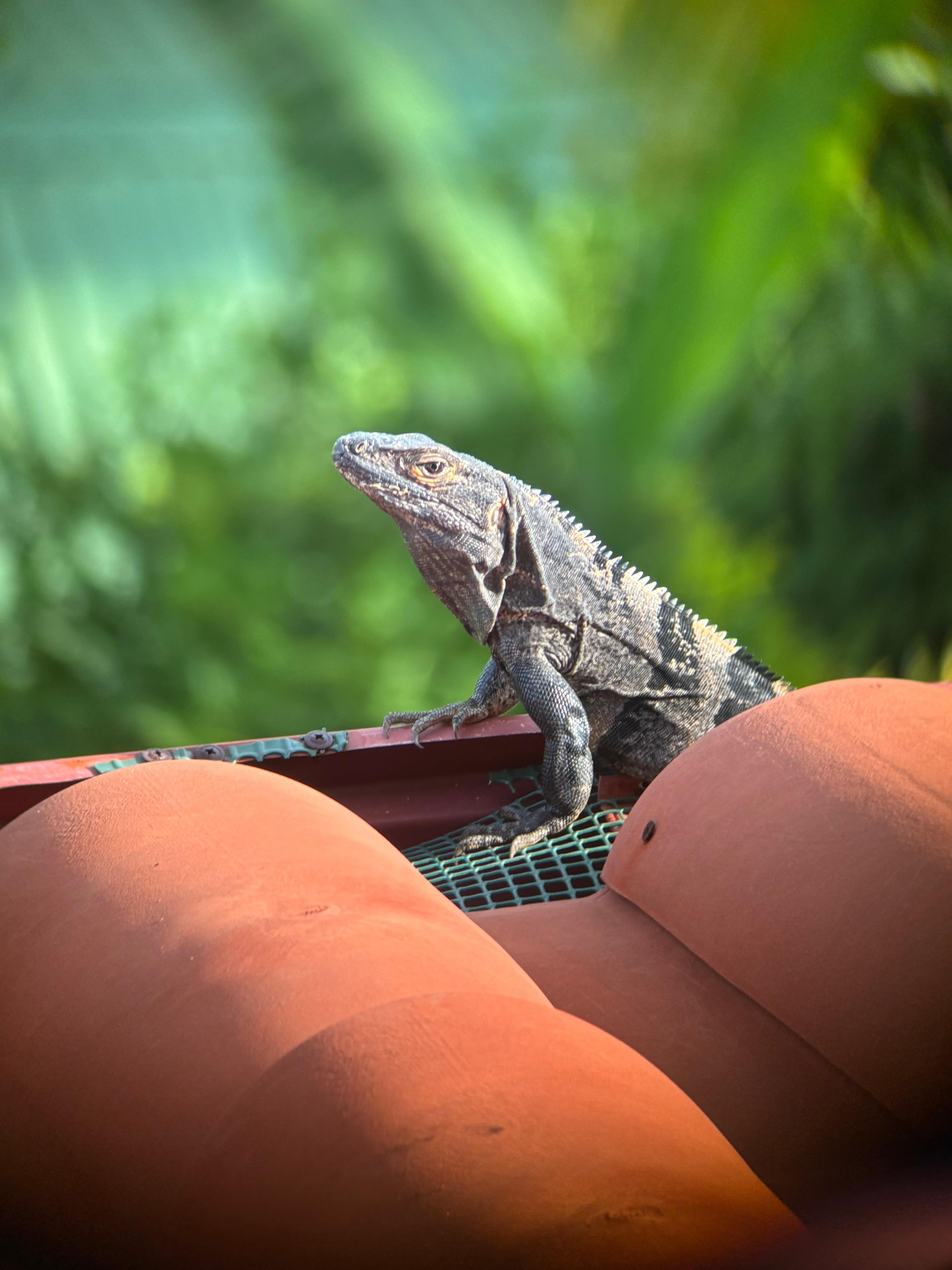 Iguana on the roof 