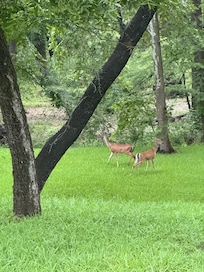 Seen lots of deer.