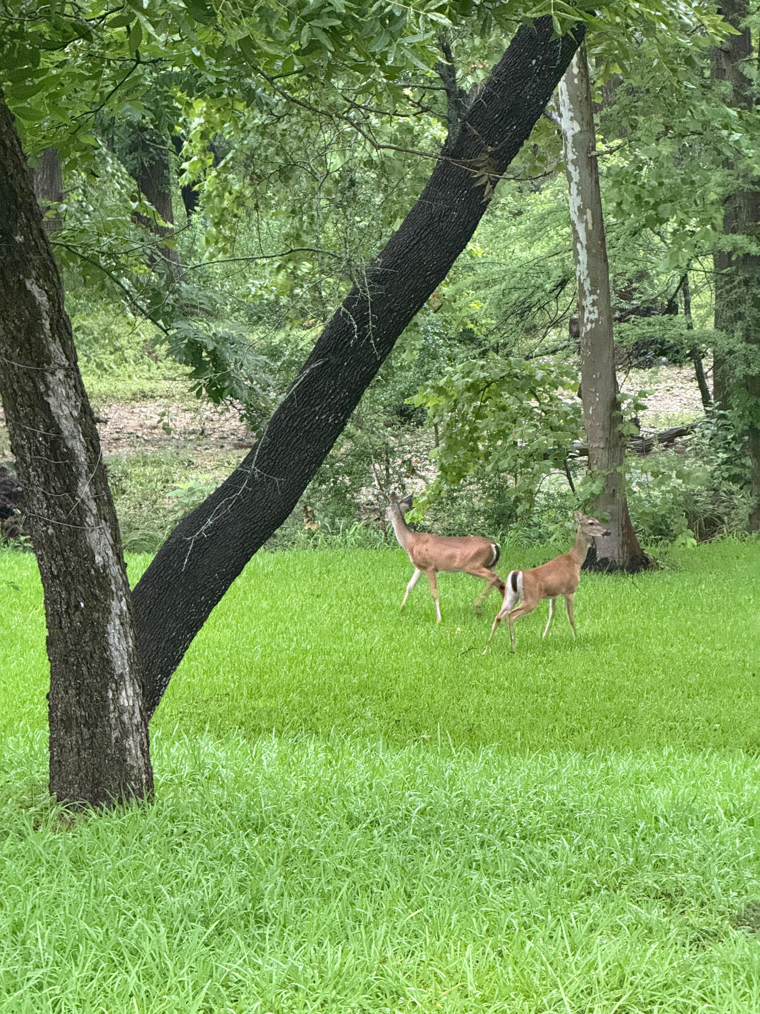 Seen lots of deer.